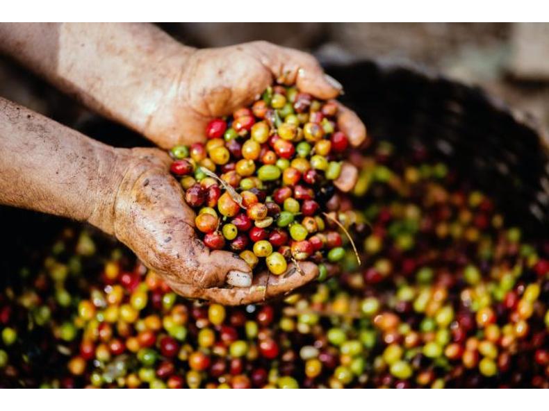 Single Origin kávék